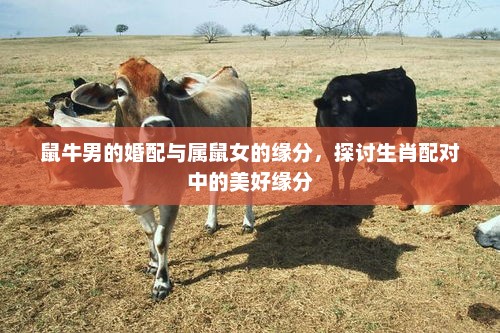 鼠牛男的婚配与属鼠女的缘分，生肖配对中的美好情缘探讨