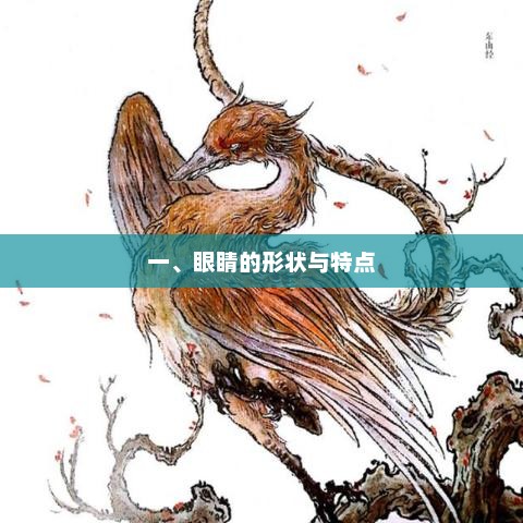 一、眼睛的形状与特点 一、眼睛的形状与特点