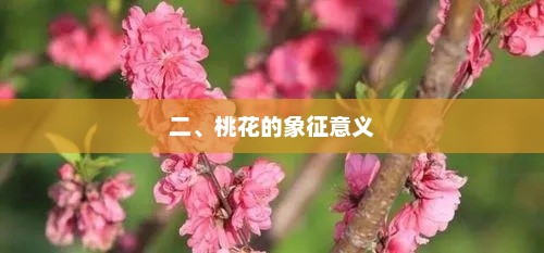 桃花的象征意义丰富多样