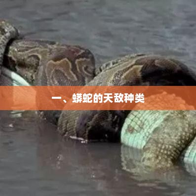 一、蟒蛇的天敌种类